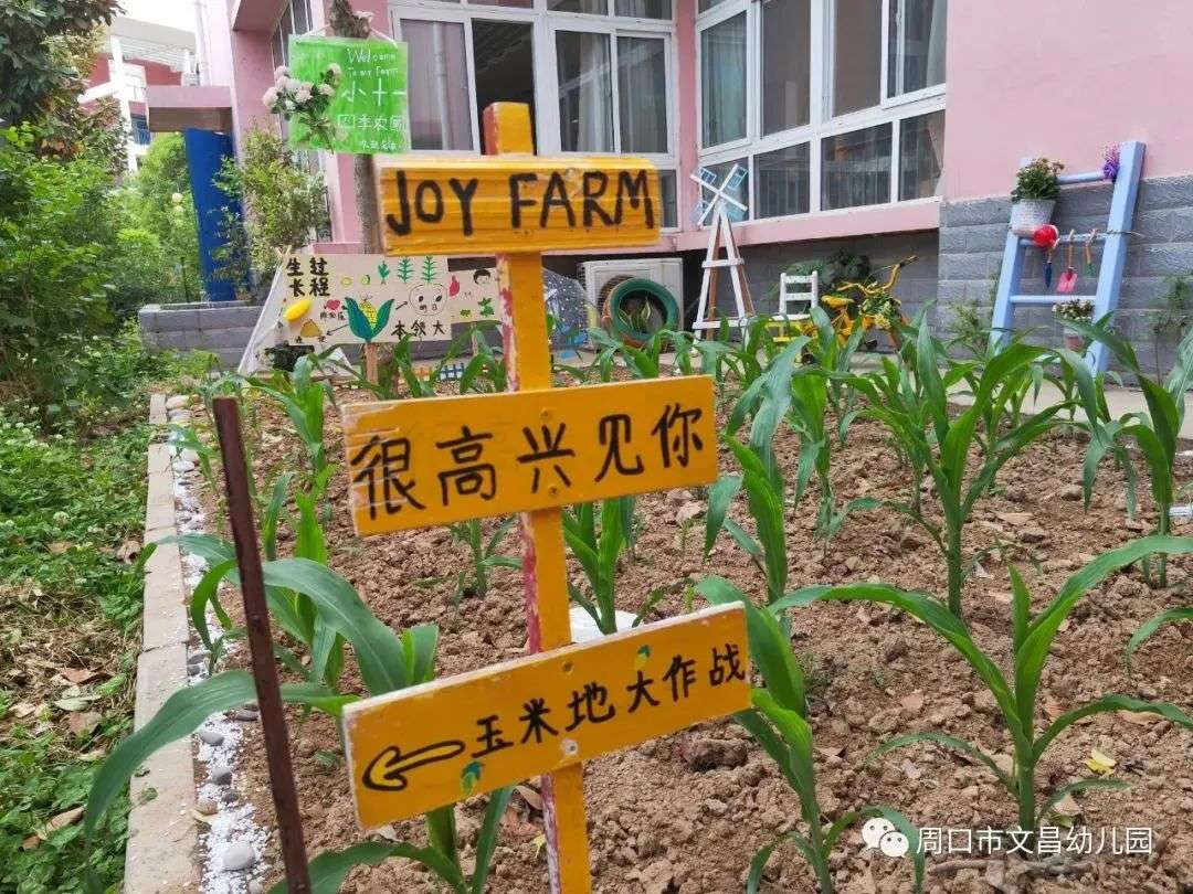 种玉米怎么种才能长得好?-栽培技术-新闻中心-北京联创种业有限公司